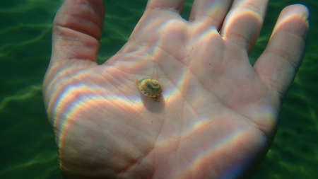 Nassa mud snail or dog whelk (Tritia neritea) on the hand of a diver, Aegean Sea, Greece, Halkidikiの写真素材