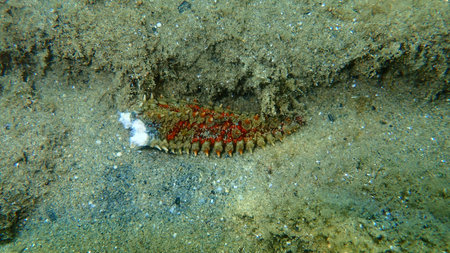 Arm of spiny starfish (Marthasterias glacialis) on sea bottom, Aegean Sea, Greece, Halkidikiの写真素材