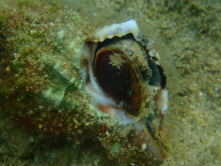 Sea snail banded dye-murex (Hexaplex trunculus) extreme close-up undersea, Aegean Sea, Greece,...