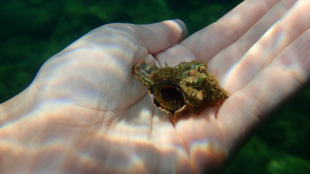 Sea snail banded dye-murex (Hexaplex trunculus) on the hand of a diver girl, Aegean Sea, Greece, Halkidikiの写真素材