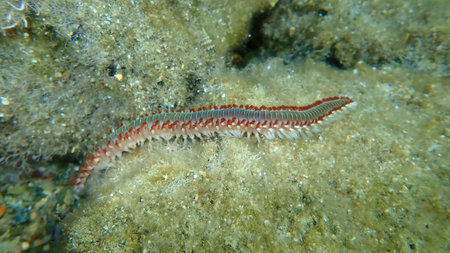 Bearded fireworm or green bristle worm, green fireworm (Hermodice carunculata) undersea, Aegean Sea,...