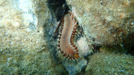 Bearded fireworm or green bristle worm, green fireworm (Hermodice carunculata) extreme close-up...