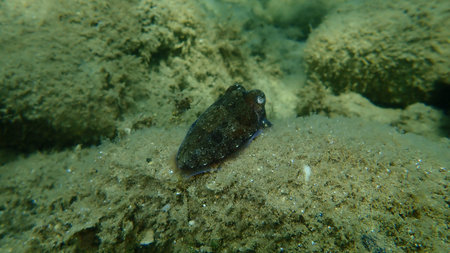 Common cuttlefish or European common cuttlefish (Sepia officinalis) undersea, Aegean Sea, Greece,...