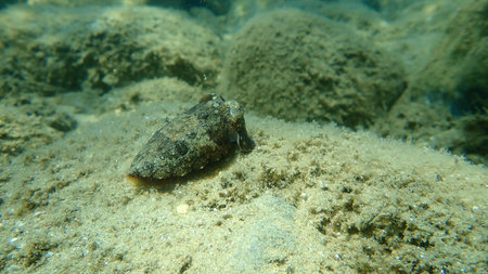 Common cuttlefish or European common cuttlefish (Sepia officinalis) undersea, Aegean Sea, Greece,...