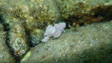 Seashell of sea snail Tarentine spindle snail (Tarantinaea lignaria) undersea, Aegean Sea, Greece,...