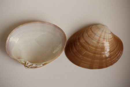 Seashell of bivalve mollusc smooth clam or smooth venus, smooth callista, cock, brown venus, brown...