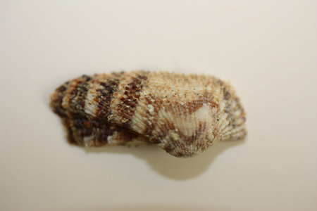 Seashell of bivalve mollusc Noah's ark shell or Noah's ark, Noah's arch (Arca noae) on a neutral...