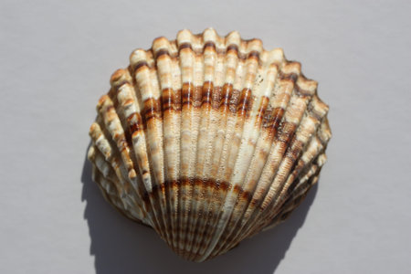 Seashell of bivalve mollusc tuberculate cockle or rough cockle, Moroccan cockle (Acanthocardia...