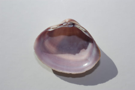 Seashell of bivalve mollusc white trough shell or white trough clam (Mactra stultorum) on a neutral...