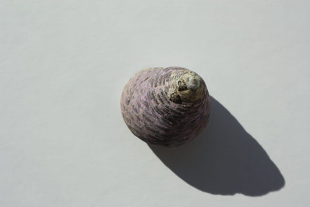 Seashell of sea snail turbinate monodont (Phorcus turbinatus) on a neutral background. Place of...