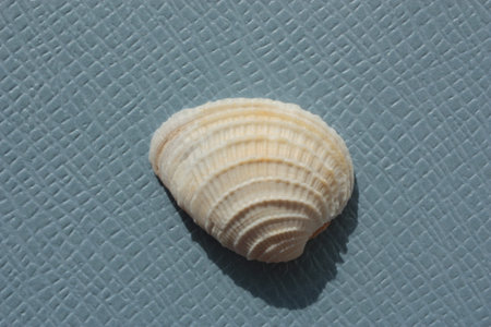 Seashell of bivalve mollusc cross-barred venus (Chione cancellata) on a blue background. Place of...
