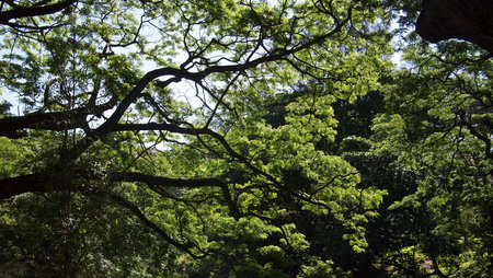 Havana forest on a sunny day, Cuba, Havana