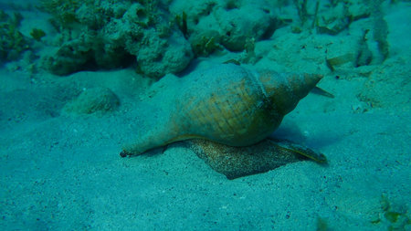 Sea snail tulip spindle snail or true tulip, tulip spindle shell (Fasciolaria tulipa) undersea,...