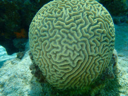 Symmetrical brian coral (Pseudodiploria strigosa) undersea, Caribbean Sea, Cuba, Playa Cueva de los pecesの写真素材