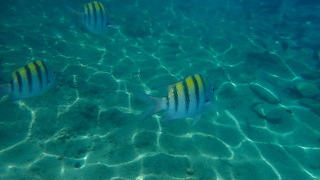 Sergeant major or cow pilot, cow polly (Abudefduf saxatilis), undersea, Caribbean Sea, Cuba, Playa...