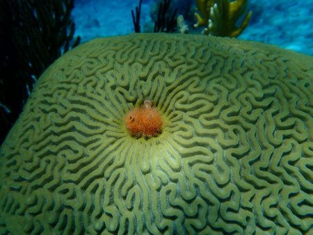 Polychaete Christmas tree worm or spiral-gilled tubeworm (Spirobranchus giganteus) and Symmetrical brian coral (Pseudodiploria strigosa) undersea, Caribbean Sea, Cuba, Playa Cuevaの写真素材
