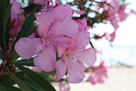 Flower head of Oleander or Nerium (Nerium oleander), Greece, Halkidikiの写真素材