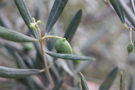 European olive or Common Olive (Olea europaea) fruit close-up on a blurred background, Greece, Thasos islandの写真素材
