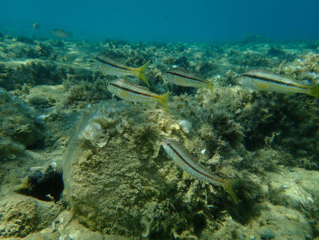 Striped red mullet or surmullet (Mullus surmuletus) undersea, Aegean Sea, Greece, Halkidiki