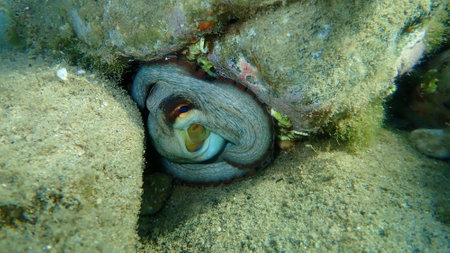 Common octopus (Octopus vulgaris) undersea, Aegean Sea, Greece, Halkidikiの写真素材