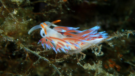 Sea slug pilgrim hervia (Cratena peregrina) close-up undersea, Aegean Sea, Greece, Halkidikiの写真素材