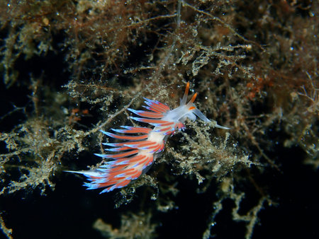 Sea slug pilgrim hervia (Cratena peregrina) close-up undersea, Aegean Sea, Greece, Halkidiki