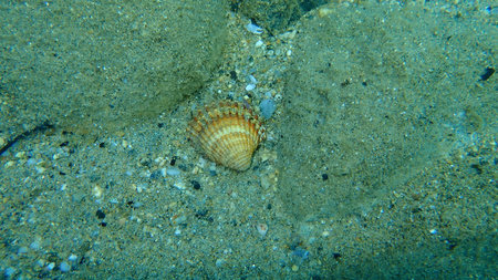 Rough cockle or tuberculate cockle, Moroccan cockle (Acanthocardia tuberculata) undersea, Aegean...
