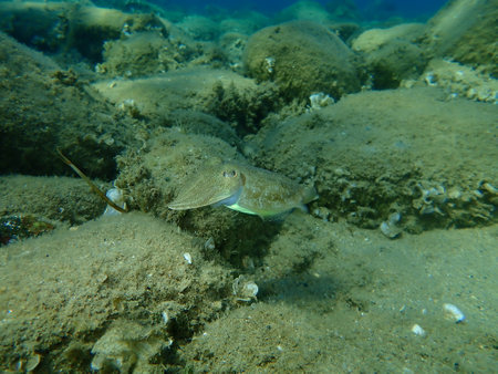 Common cuttlefish or European common cuttlefish (Sepia officinalis) undersea, Aegean Sea, Greece, Halkidikiの写真素材
