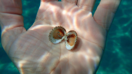 Rough cockle or tuberculate cockle, Moroccan cockle (Acanthocardia tuberculata) on the hand of a...
