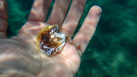 Seashell of saddle oyster or European jingle shell, European saddle oyster (Anomia ephippium) on the...