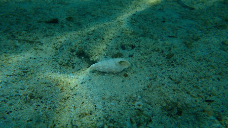 Seashell of common cerith or European cerith (Cerithium vulgatum) on sea bottom, Aegean Sea, Greece,...