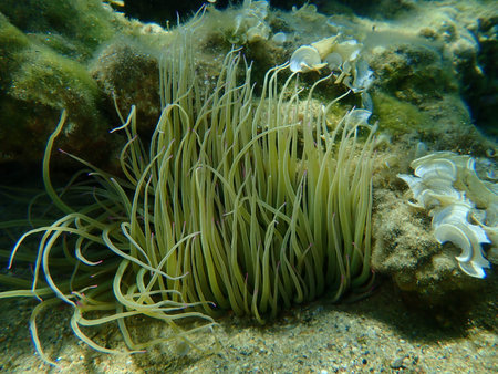 Snakelocks anemone or opelet anemone (Anemonia viridis) undersea, Aegean Sea, Greece, Halkidikiの写真素材
