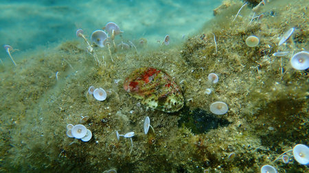 Seashell of Green ormer or Ear shell (Haliotis tuberculata) on sea bottom, Aegean Sea, Greece,...