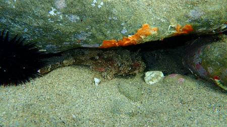 Black scorpionfish or European scorpionfish, small-scaled scorpionfish (Scorpaena porcus) undersea,...