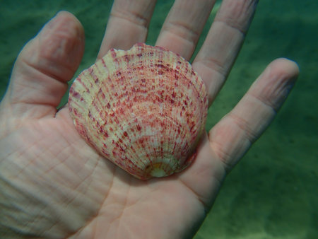 Seashell of bivalve mollusc Thorny oyster (Spondylus gaederopus) on the hand of a diver, Aegean Sea,...