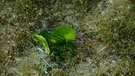 Calcareous green algae (Halimeda tuna) close-up undersea, Aegean Sea, Greece, Halkidiki