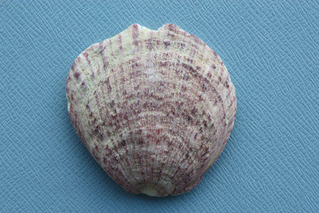 Seashell of bivalve mollusc Thorny oyster (Spondylus gaederopus) on a blue background. Place of...
