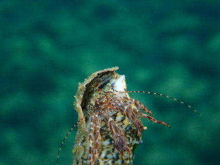Striped hermit crab or rocky-shore hermit crab (Pagurus anchoretus) extreme close-up undersea, Aegean Sea, Greece, Halkidikiの写真素材