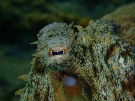 Eye of common octopus (Octopus vulgaris) close-up undersea, Aegean Sea, Greece, Halkidikiの写真素材
