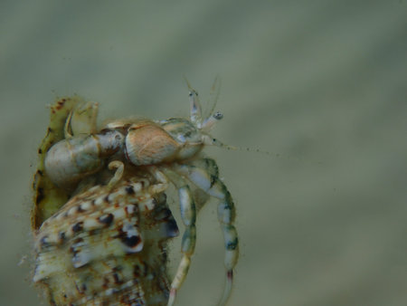 Roux's hermit crab or small hermit crab, south-claw hermit crab (Diogenes pugilator) extreme...