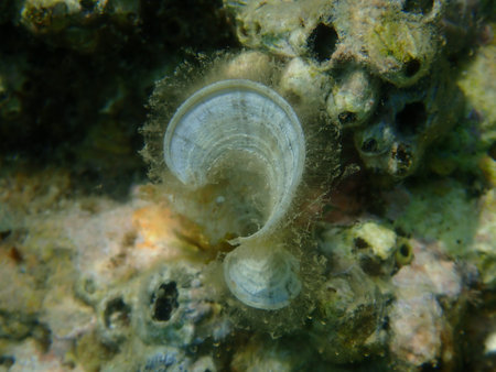 Small brown algae Peacock's tail (Padina pavonica) undersea, Aegean Sea, Greece, Thasos island