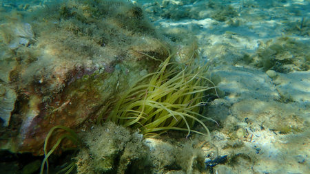 Snakelocks anemone or opelet anemone (Anemonia viridis) undersea, Aegean Sea, Greece, Thasos island