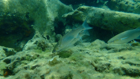 Golden gray mullet (Chelon auratus) undersea, Aegean Sea, Greece, Thasos island