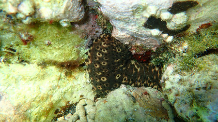 Variable sea cucumber (Holothuria sanctori) on sea bottom, Aegean Sea, Greece, Thasos island