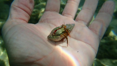 Mediterranean rocky shore hermit crab or Mediterranean intertidal hermit crab (Clibanarius erythropus) on the hand of a diver, Aegean Sea, Greece, Thasos islandの写真素材