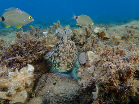 Common octopus (Octopus vulgaris) hunting, Aegean Sea, Greece, Halkidikiの写真素材