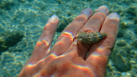 Striped hermit crab or rocky-shore hermit crab (Pagurus anchoretus) on the hand of a diver, Aegean...