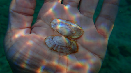 Seashell of bivalve mollusc flat sunsetclam or large sunsetclam, large sunset shell (Gari depressa) on the hand of a diver, Aegean Sea, Greece, Thasos islandの写真素材