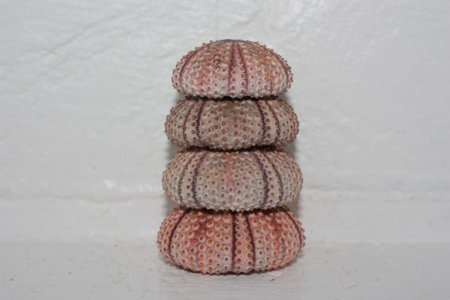 Tests (shells) of Black sea urchin (Arbacia lixula) in a pyramid. Place of find: Aegean Sea, Greece,...