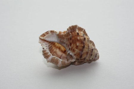 Seashell of sea snail purse frogsnail or frilled frogsnail (Bufonaria crumena) on a neutral...